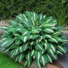 200 PCS Seeds Japanese Hosta Perennials - 6 Colors Available