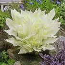 200 PCS Seeds Japanese Hosta Seeds Milky White Ornamental Leaves