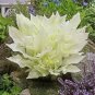 200 PCS Seeds Japanese Hosta Seeds Milky White Ornamental Leaves
