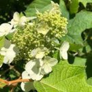 100 PCS Seeds Japanese Hydrangea Flower 100 PCS Seeds Japanese Hydrangea Flower