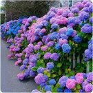 100 PCS Seeds Japanese Lilac Hydrangea Flowers