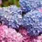 100 PCS Seeds Japanese Lilac Hydrangea Flowers