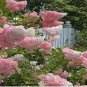 100 PCS Seeds Japanese Lilac Hydrangea Flowers