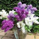 100 PCS Seeds Japanese Lilac Plant indor Plants Lilac Clove Flower Potted Plant