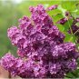100 PCS Seeds Japanese Lilac Plant indor Plants Lilac Clove Flower Potted Plant
