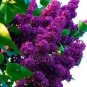 100 PCS Seeds Japanese Lilac Plant indor Plants Lilac Clove Flower Potted Plant