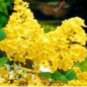 100 PCS Seeds Japanese Lilac Plant indor Plants Lilac Clove Flower Potted Plant