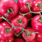 300 PCS Seeds Japanese Little Pink Peach of Tomato