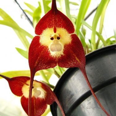 200 PCS Seeds Japanese Monkey Face Orchid Flower