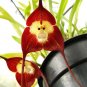 200 PCS Seeds Japanese Monkey Face Orchid Flower