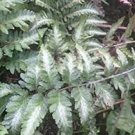 200 PCS Seeds Japanese Painted Fern Seeds Light Greyish Green Leaves 200 PCS Seeds Japanese Painted Fern Seeds Light Greyish Green Leaves