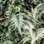 200 PCS Seeds Japanese Painted Fern Seeds Light Greyish Green Leaves