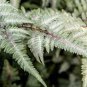 200 PCS Seeds Japanese Painted Fern Seeds Light Greyish Green Leaves