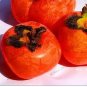 5 PCS Seeds Japanese Persimmon Plants Persimmon Fruit Tree Seeds Big Red Fruits