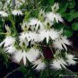 100 PCS Seeds Japanese Plant Orchid Bonsai Flores World's Rare Orchid Species