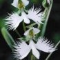 100 PCS Seeds Japanese Plant Orchid Bonsai Flores World's Rare Orchid Species