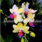 100 PCS Seeds Japanese Plant Orchid Bonsai Flores World's Rare Orchid Species