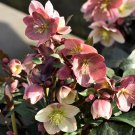 20 PCS Seeds Japanese Potted Helleborus Plant