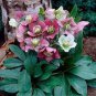 20 PCS Seeds Japanese Potted Helleborus Plant