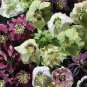 20 PCS Seeds Japanese Potted Helleborus Plant