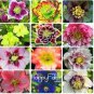20 PCS Seeds Japanese Potted Helleborus Plant