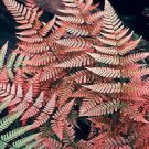 100 PCS Seeds Japanese Rare Creeper Boston Fern Plant Vines Climbing Plants