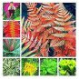 100 PCS Seeds Japanese Rare Creeper Boston Fern Plant Vines Climbing Plants