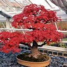 20 PCS Seeds Japanese Red Maple Bonsai Tree Cheap