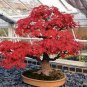 20 PCS Seeds Japanese Red Maple Bonsai Tree Cheap