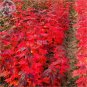 20 PCS Seeds Japanese Red Maple Bonsai Tree Cheap