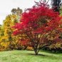 20 PCS Seeds Japanese Red Maple Tree