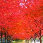 20 PCS Seeds Japanese Red Maple Tree