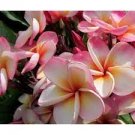 100 PCS Seeds Japanese Style Plumeria Plant Potted Bonsai 100 PCS Seeds Japanese Style Plumeria Plant Potted Bonsai
