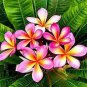 100 PCS Seeds Japanese Style Plumeria Plant Potted Bonsai