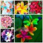 100 PCS Seeds Japanese Style Plumeria Plant Potted Bonsai