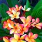 100 PCS Seeds Japanese Style Plumeria Plant Potted Bonsai