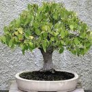 100 PCS Seeds Japanese Zelkova Zelkova Serrata Outdoor Bonsai Tree