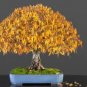 100 PCS Seeds Japanese Zelkova Zelkova Serrata Outdoor Bonsai Tree