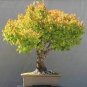 100 PCS Seeds Japanese Zelkova Zelkova Serrata Outdoor Bonsai Tree