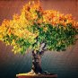 100 PCS Seeds Japanese Zelkova Zelkova Serrata Outdoor Bonsai Tree