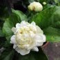 100 PCS Seeds Jasmine Seeds 'Grand Duke of Tuscany' White Fragrant Double Flowers