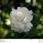 100 PCS Seeds Jasmine Seeds 'Grand Duke of Tuscany' White Fragrant Double Flowers
