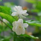 20 PCS Seeds Jasmine seeds indoor plants perennial flower