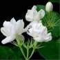 20 PCS Seeds Jasmine seeds indoor plants perennial flower