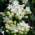 20 PCS Seeds Jasminiodes White Shrub Flower 20 PCS Seeds Jasminiodes White Shrub Flower