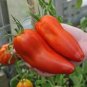 100 PCS Seeds Jersey Devil Tomato