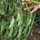 15 PCS Seeds Jinke' Green Hyacinth Bean Organic