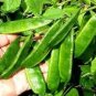 15 PCS Seeds Jinke' Green Hyacinth Bean Organic