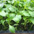 5 PCS Seeds Jintai jin Jiao 1.0 Red Pod Pepper Chili Vegetable 5 PCS Seeds Jintai jin Jiao 1.0 Red Pod Pepper Chili Vegetable