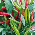 1000 PCS Seeds Jintai Red Line Pepper 1000 PCS Seeds Jintai Red Line Pepper